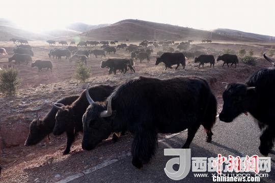 西藏每年存欄約420萬頭牦牛，牦牛產(chǎn)業(yè)發(fā)展是推動西藏畜牧業(yè)可持續(xù)發(fā)展和農(nóng)牧民脫貧致富的重要產(chǎn)業(yè)。圖為西藏牦牛。　孫翔 攝