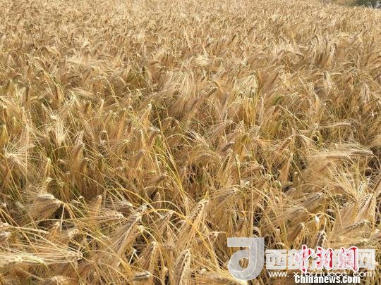 2017年西藏青稞種植面積達210多萬畝，占糧食播種面積的75%。圖為成熟期的青稞?！⊥跤窳?攝