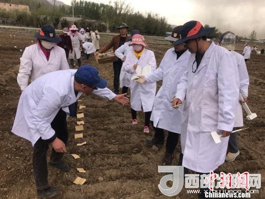 圖為研究員實地調(diào)研青稞生長土壤?！⊥跤窳?攝