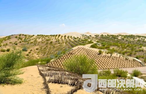 達(dá)拉特旗庫(kù)布其沙漠染綠。吳勇攝