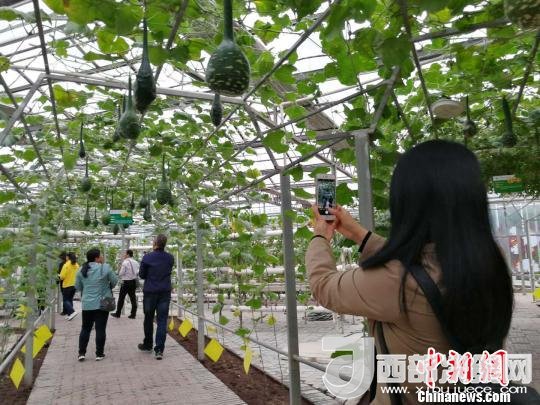 山西省郵政管理局積極推動(dòng)“一市一品”農(nóng)特產(chǎn)品進(jìn)城項(xiàng)目。 資料圖 楊杰英 攝