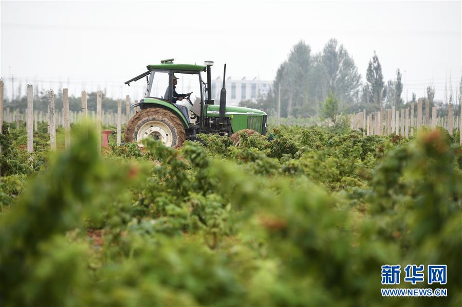 （壯麗70年·奮斗新時代——共和國發(fā)展成就巡禮·圖文互動）（10）生態(tài)美、百姓富——品讀嶄新“寧夏畫卷”
