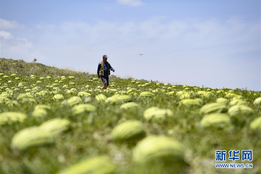 （壯麗70年·奮斗新時代——共和國發(fā)展成就巡禮·圖文互動）（4）生態(tài)美、百姓富——品讀嶄新“寧夏畫卷”