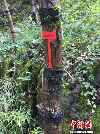 貴州同威生物科技有限公司鐵皮石斛種植。　周嫻 攝