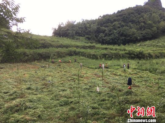 貴州同威生物科技有限公司天麻種植基地?！≈軏?攝