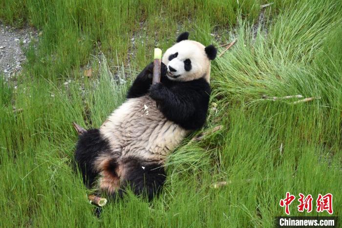 九寨溝熊貓園里的大熊貓?！【耪瘻峡h委宣傳部提供 攝