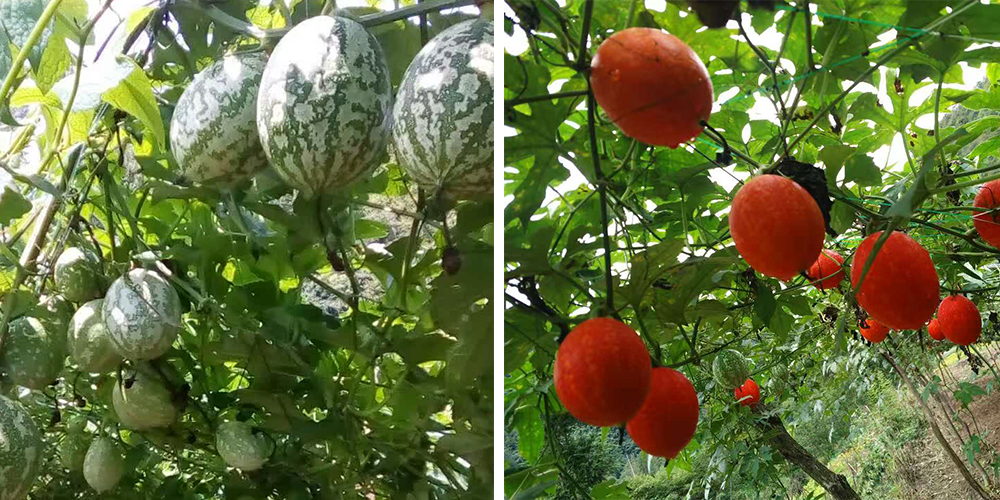 左為處于生長期的吊瓜，右為成熟的吊瓜（圖源西鄉(xiāng)縣宣傳部）