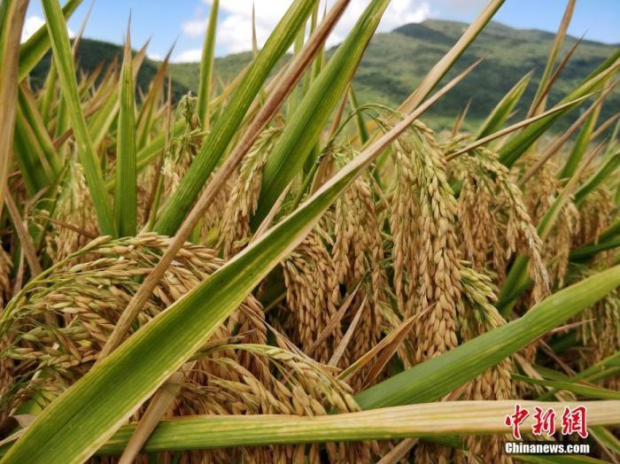 水稻資料圖。<a target='_blank'  data-cke-saved- >中新社</a>記者 王曉斌 攝