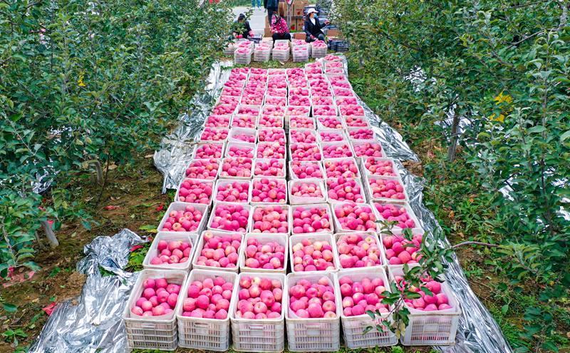 洛川縣永鄉(xiāng)鎮(zhèn)阿寺村果農(nóng)在分揀蘋果。王警攝
