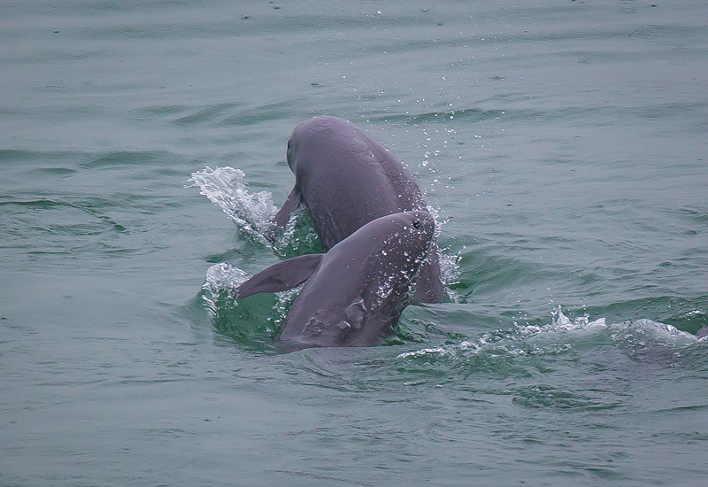 2021年5月10日，在湖北省宜昌市江邊，長(zhǎng)江江豚在水中嬉戲。